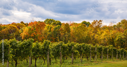 Fototapeta Naklejka Na Ścianę i Meble -  Autumn tree line with grape vines