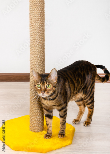 Canvas Print Cat breed Toyger stands near claw sharpener