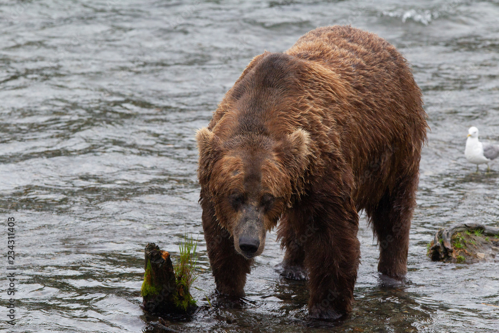 Grizzly bear in Alaska Katmai National Park hunts salmons (Ursus arctos horribilis) Grizzly bear in Alaska Katmai National Park hunts salmons (Ursus arctos horribilis)