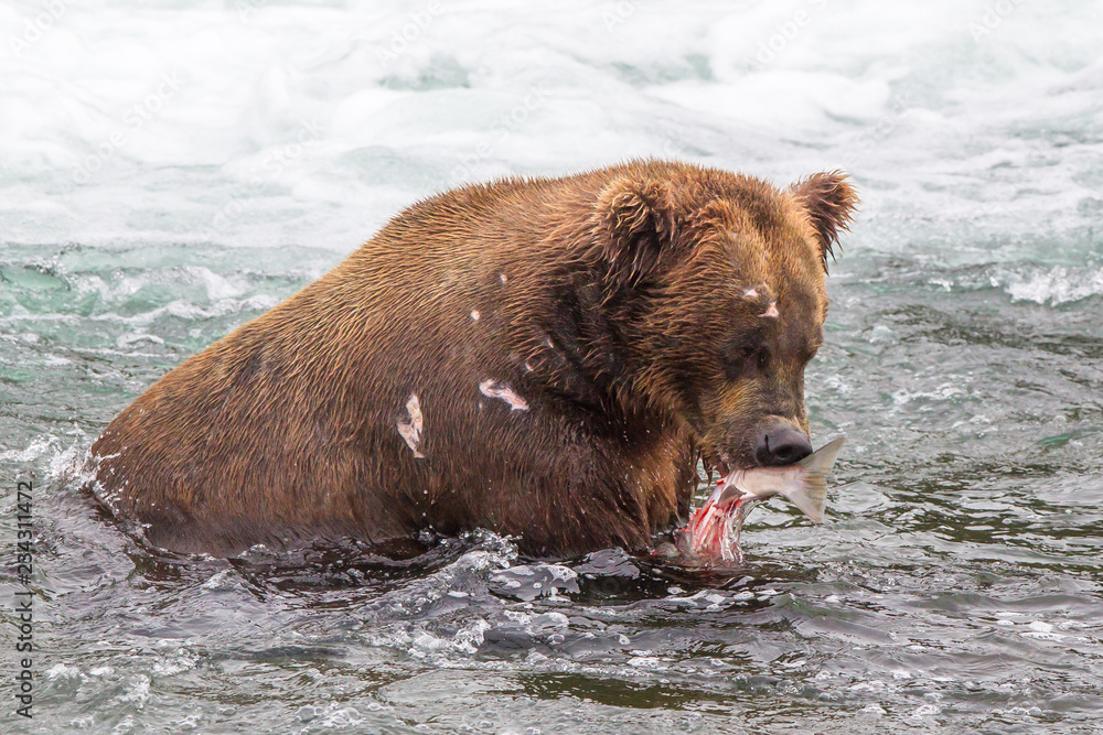 Grizzly bear in Alaska Katmai National Park hunts salmons (Ursus arctos horribilis) Grizzly bear in Alaska Katmai National Park hunts salmons (Ursus arctos horribilis)