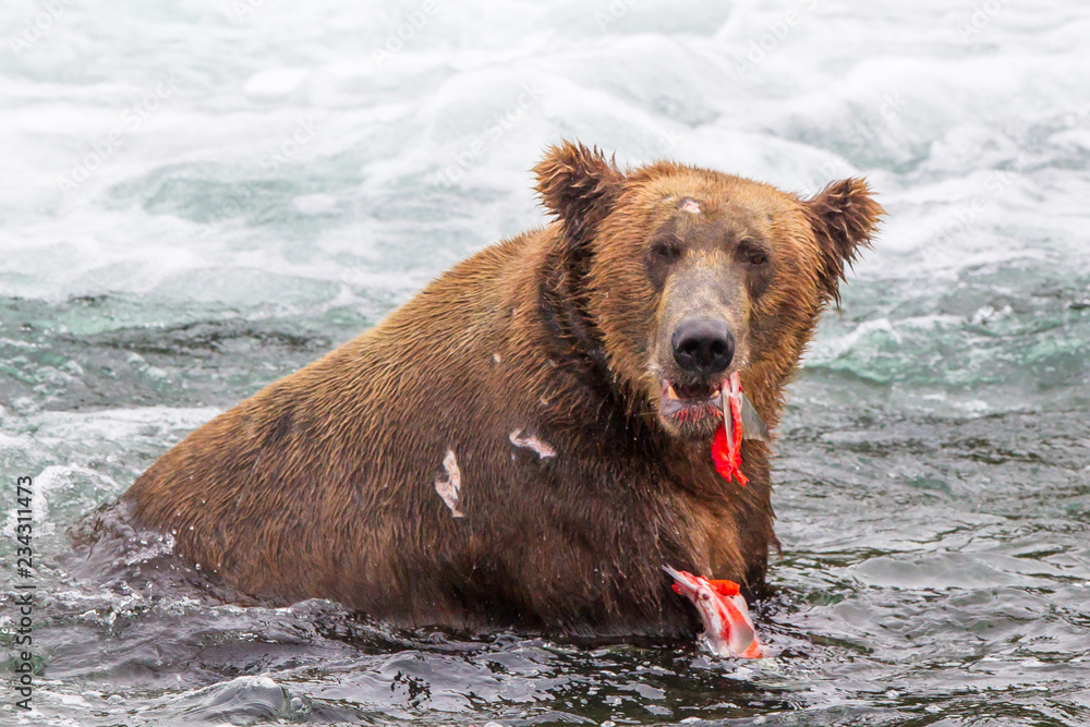 Grizzly bear in Alaska Katmai National Park hunts salmons (Ursus arctos horribilis) Grizzly bear in Alaska Katmai National Park hunts salmons (Ursus arctos horribilis)