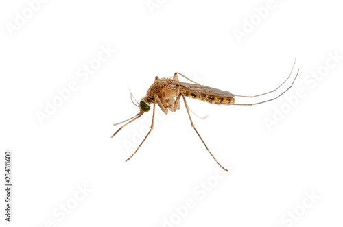 close up macro detail mosquito isolated on white background dangerous bug stinging sucking blood on human skin carrier virus disease to human illness.