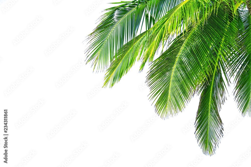 Fototapeta premium Coconut palm tree leaf on white background