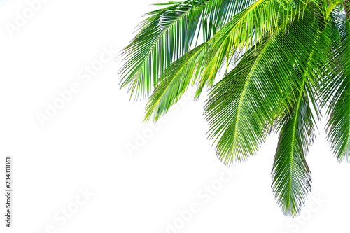 Coconut palm tree leaf on white background