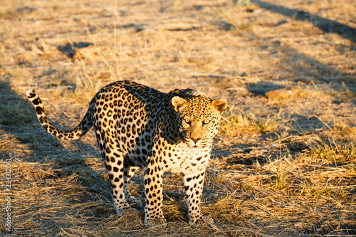 Leopard (Panthera pardus), Blick in die Kamera