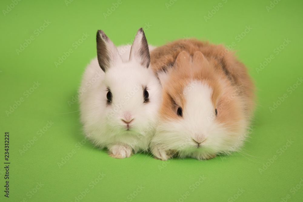 Two small rabbits Two small rabbits