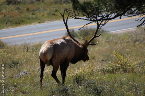 red deer stag