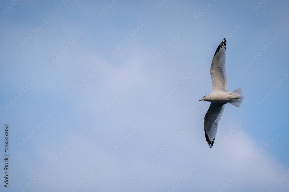 Obraz premium Bird Flying