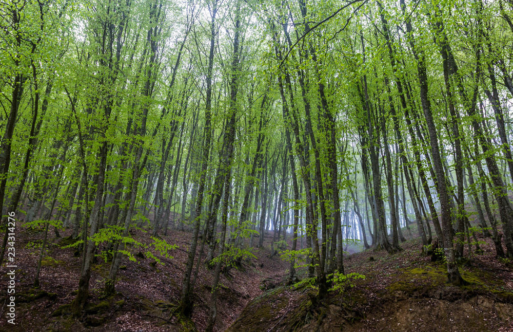 Mountain forest in the fog Mountain forest in the fog