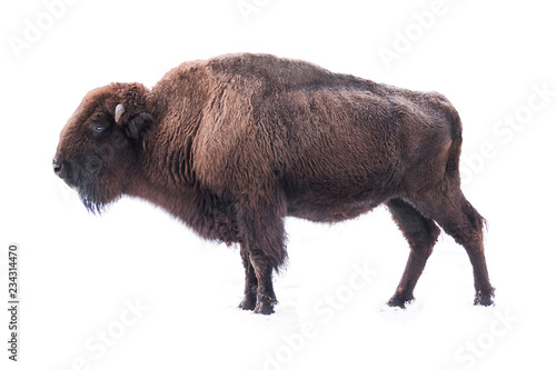 bison american
