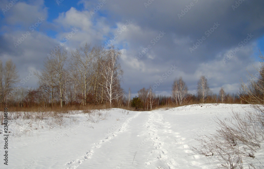  Winter landscape with the image of white birch among the white snow on a background of dark cloudy sky