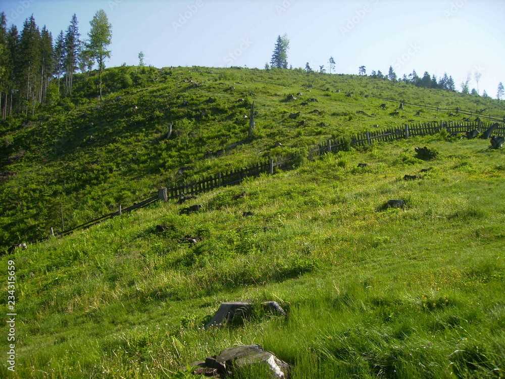 View to the top of the mountain: hemp, forest, fence.