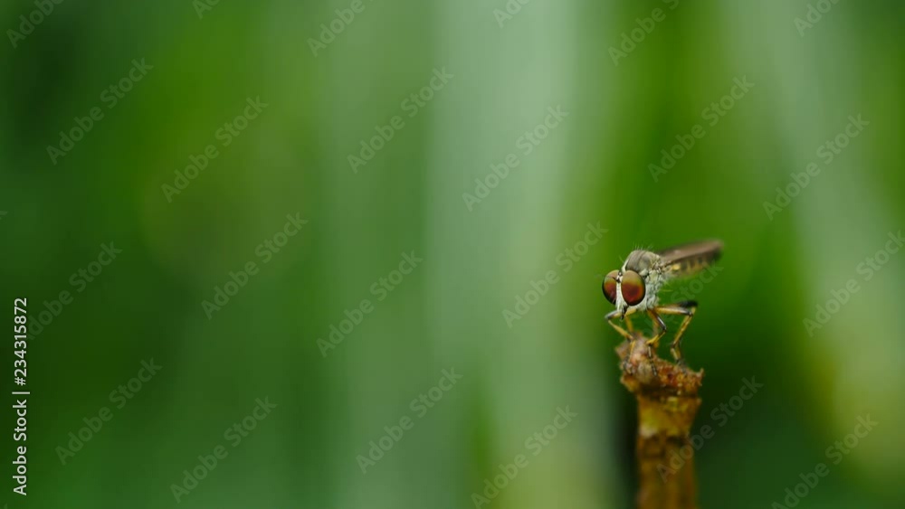 Robber fly eating prey on twig in forest. Robber fly eating prey on twig in forest.