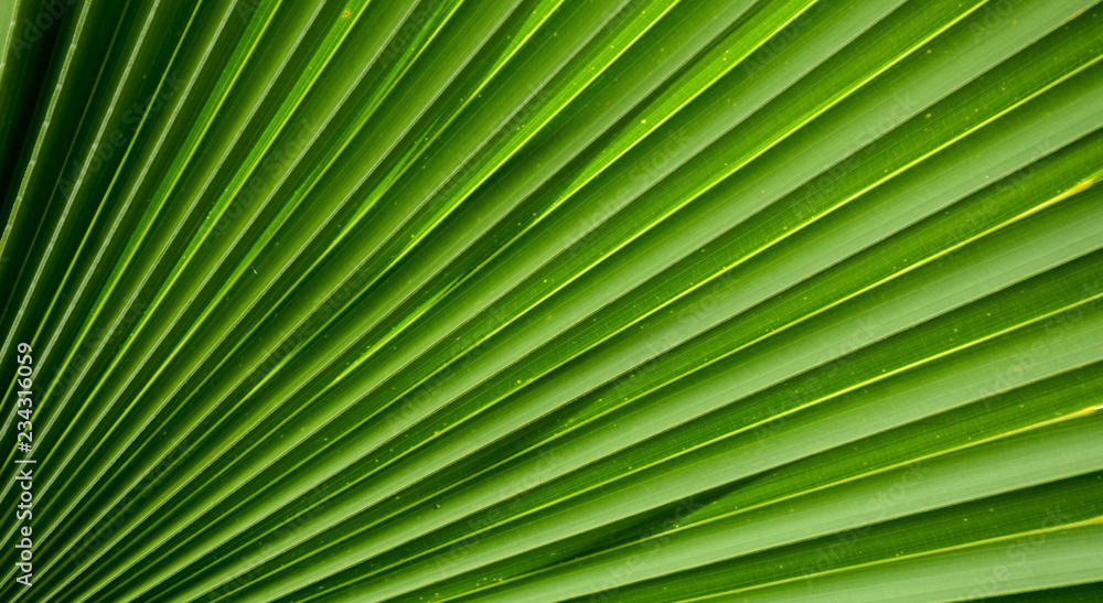 Lines and textures of Green Palm leaves Lines and textures of Green Palm leaves