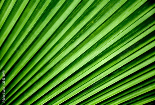 closeup lines and textures of Green Palm leaves