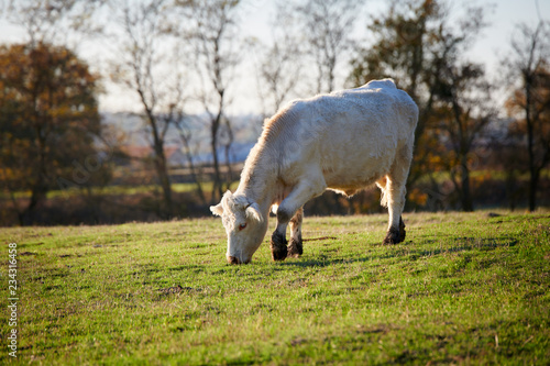 Vaches charolaises au pâturage en Auvergne