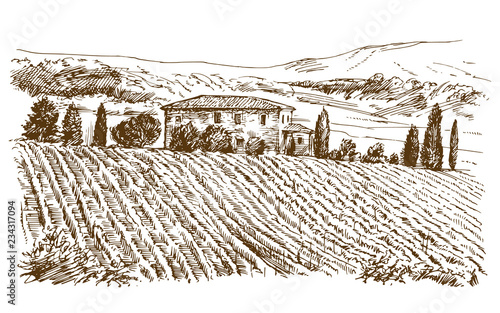 Vineyard landscape panorama.