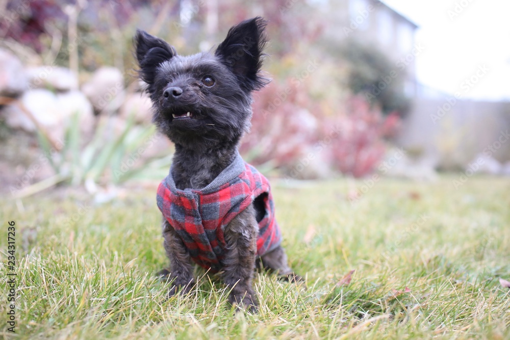 Cute Small Dog Playing Fetch Cute Small Dog Playing Fetch