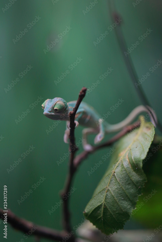 Junges Jemenchamäleon (Chamaeleo calyptratus) Junges Jemenchamäleon (Chamaeleo calyptratus)