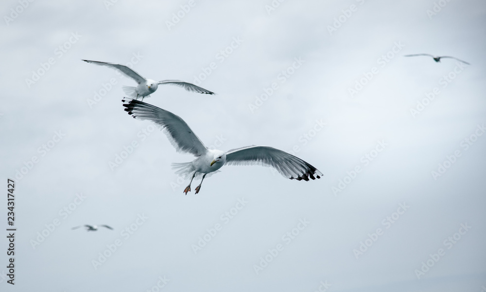 Obraz premium Black Sea Gulls