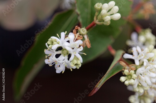 Flowers of a Seven Son Bush (Heptacodium miconioides) photo