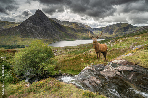 Dramatic landscape image of red deer stag by river flowing down mountainous landscape in Autumn