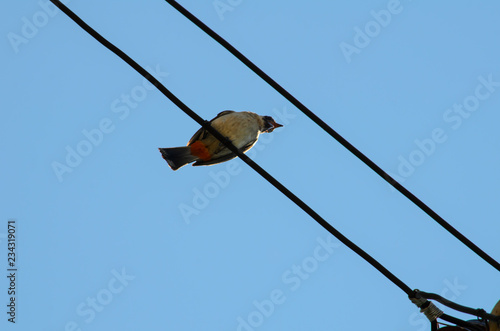 Bird still on electric line