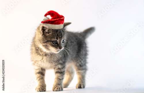 Gray baby kitten standing and looking to the right with Santa hat.