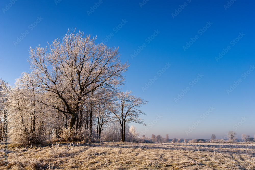 Słoneczny, mroźny poranek, drzewa i łąki pokryte szronem, Polska, Podlasie Słoneczny, mroźny poranek, drzewa i łąki pokryte szronem, Polska, Podlasie