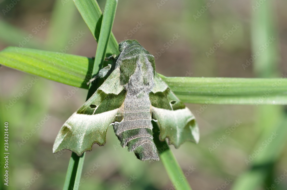 Obraz premium Motyl Proserpinus proserpina zbliżenie