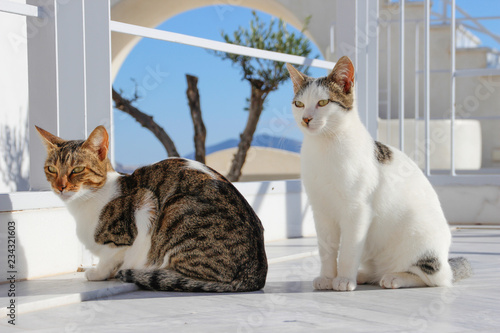 Canvas Print Two cats enjoy the sunshine on the island of Santorini