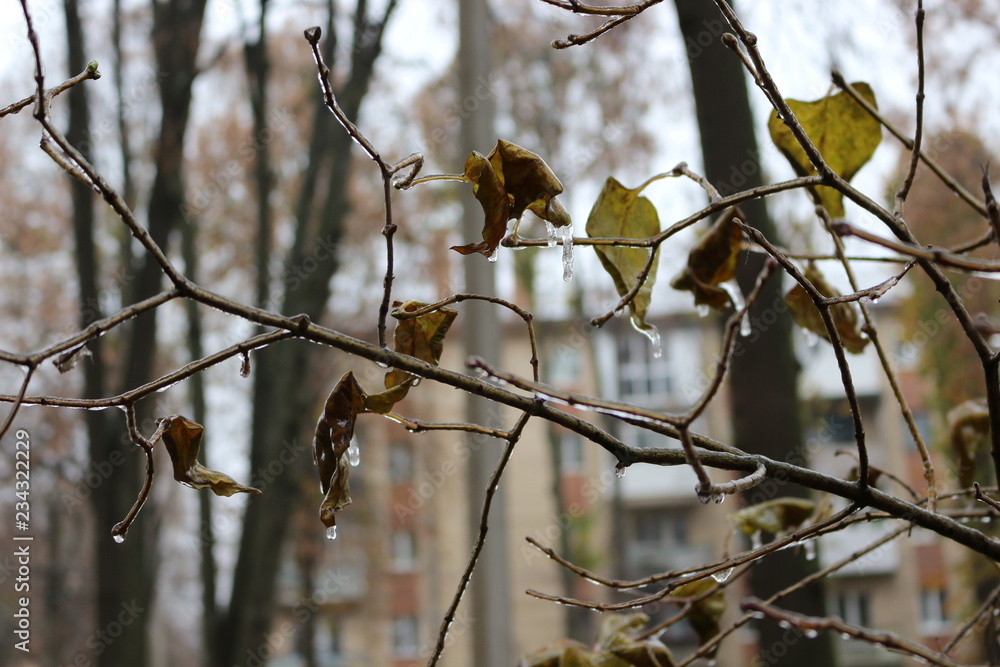 The water is frozen on the leaves after the rain The water is frozen on the leaves after the rain