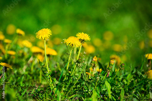 dandelions on a green meadow