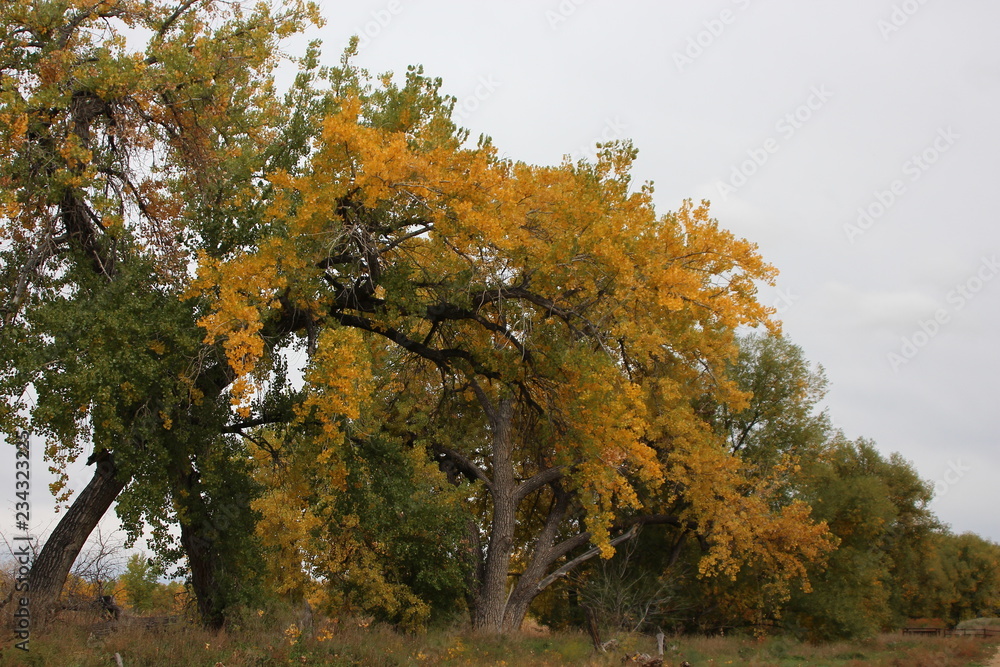 yellow maple tree in autumn yellow maple tree in autumn