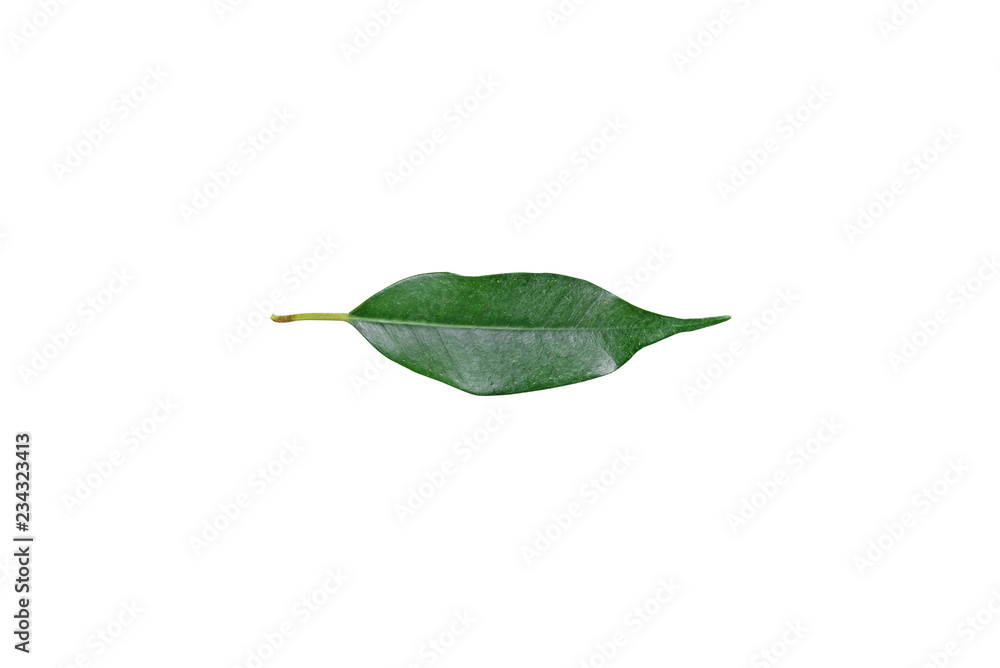 Green leaf of ficus/ Green leaf of ficus isolated on white background Green leaf of ficus/ Green leaf of ficus isolated on white background