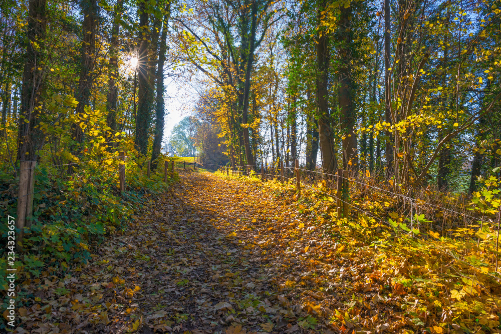 Path in a rural hilly landscape in fall colors in sunlight in autumn Path in a rural hilly landscape in fall colors in sunlight in autumn