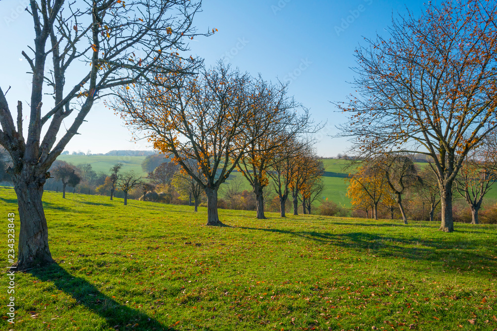 Rural hilly landscape in fall colors in sunlight in autumn