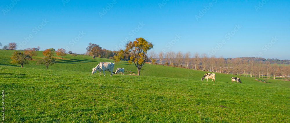 Fototapeta premium Herd of cows in a green meadow on a hill in sunlight at fall