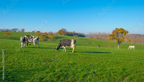 Herd of cows in a green meadow on a hill in sunlight at fall