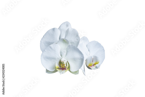 Big white flower of a ficus  Big white flower of a ficus plant with a yellow stalk isolated on white background