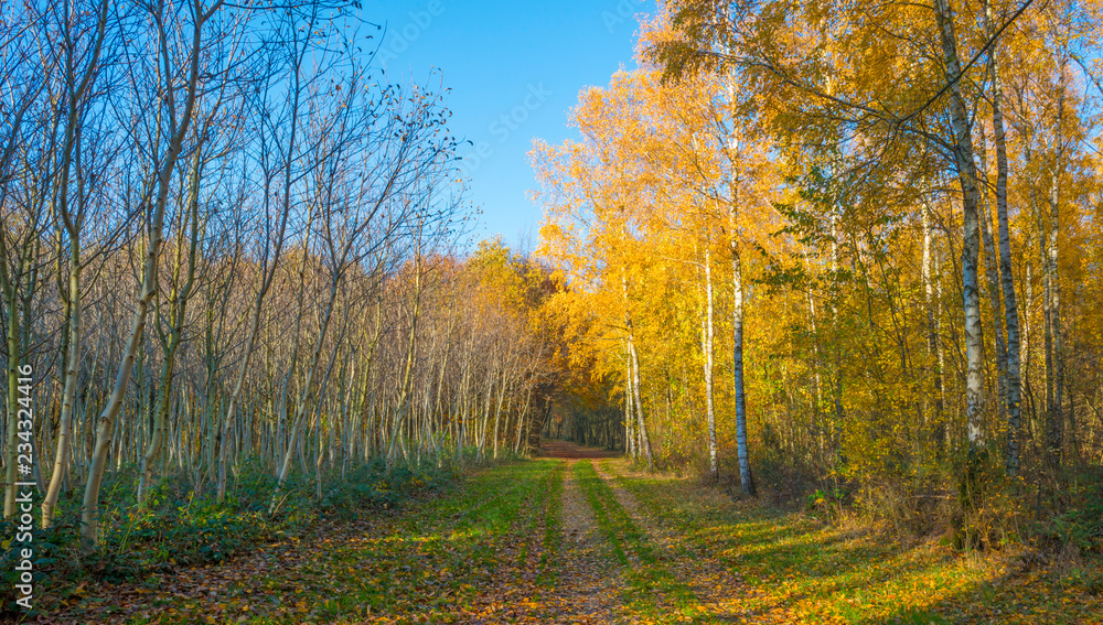 Fototapeta premium Rural hilly landscape in fall colors in sunlight in autumn