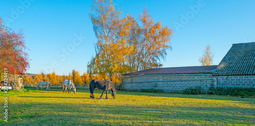 Fototapeta Naklejka Na Ścianę i Meble -  Horses in a green meadow on a hill in sunlight at fall