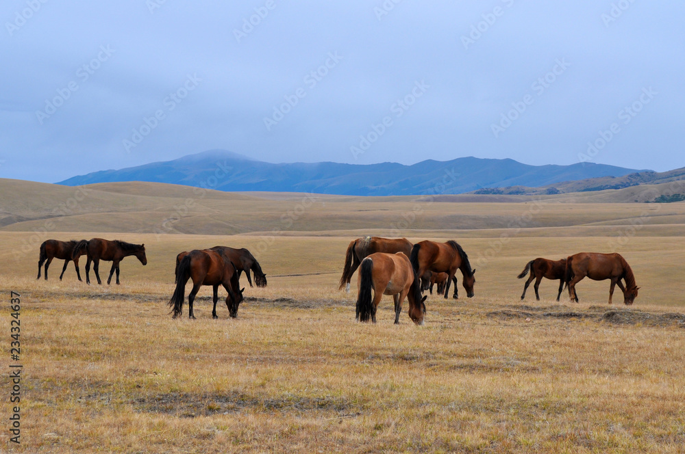 Naklejka premium herd of horses in field