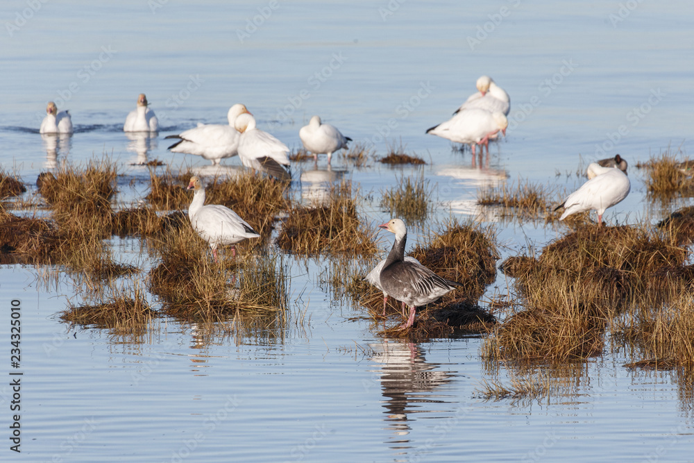 Obraz premium Migrating Snow Geese