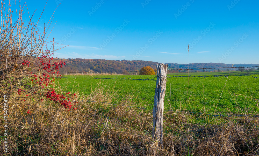 Fototapeta premium Rural hilly landscape in fall colors in sunlight in autumn