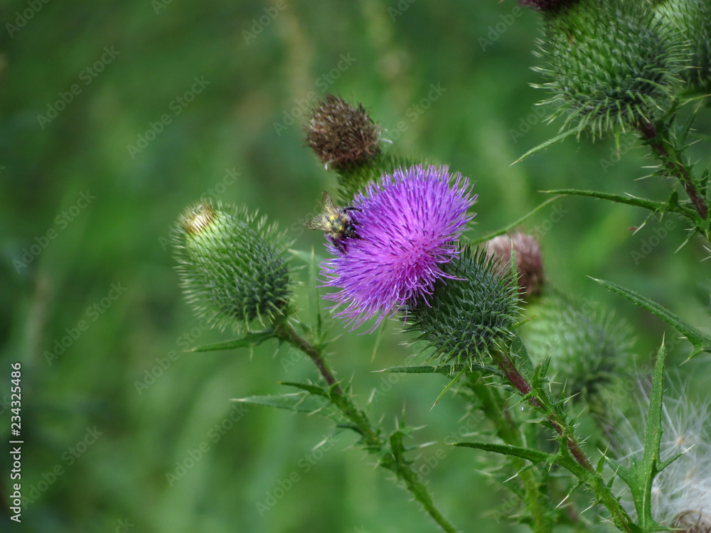 bee on thistle bee on thistle