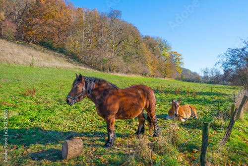Fototapeta Naklejka Na Ścianę i Meble -  Horse in a green meadow on a hill in sunlight at fall
