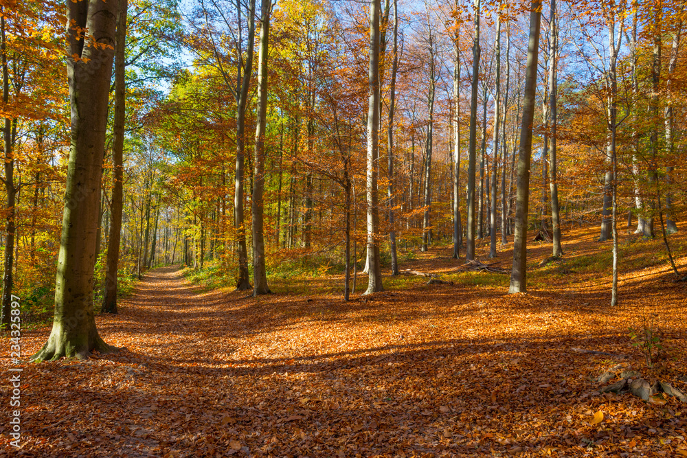 Obraz premium Path in a forest in fall colors in sunlight in autumn