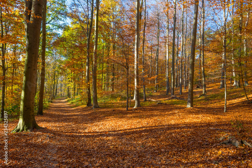 Path in a forest in fall colors in sunlight in autumn © Naj