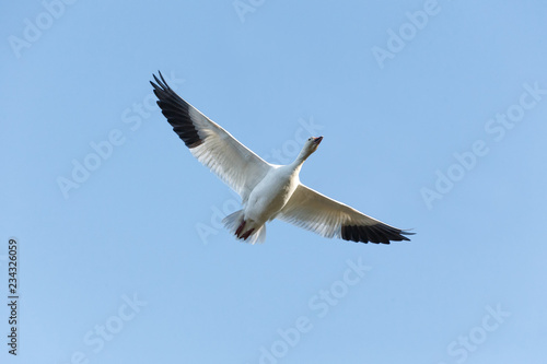 Migrating Snow Geese